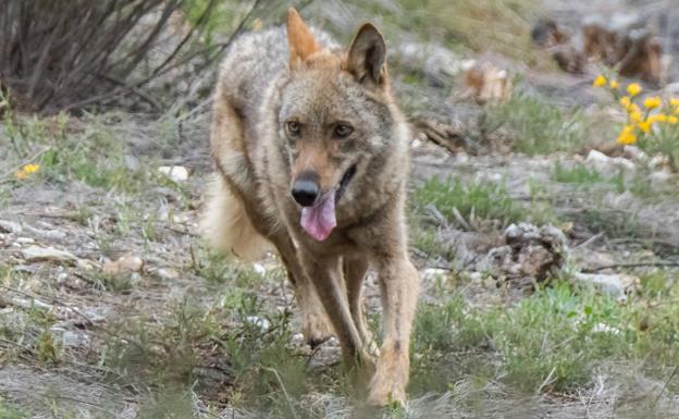 Un estudio del CSIC determina que la población del lobo es «desfavorable, con dinámicas recurrentes de asentamiento de extinción en el tiempo»