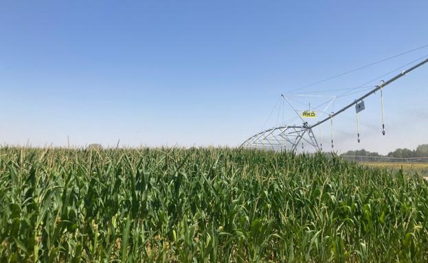 Asaja León estima que los agricultores podrán sembrar hasta el 96% de maíz pero cobrarán menos PAC