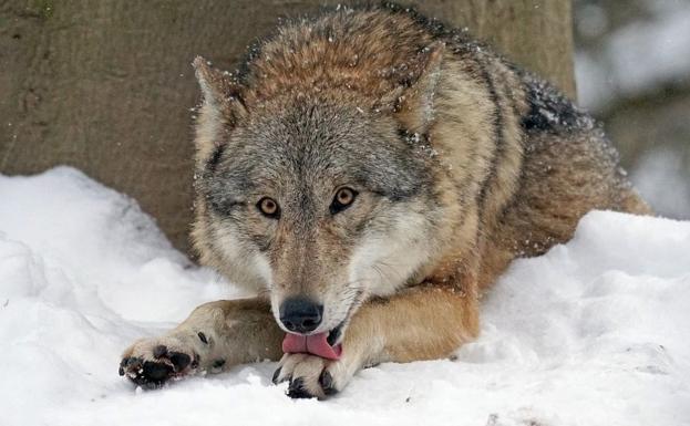 El control del lobo comenzará en Picos de Europa