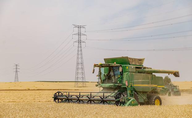 La lonja de León opta por una bajada generalizada de los cereales