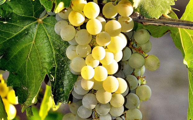 Asaja cifra en 0,51 euros el coste de producir un kilo de uvas en la DO Rueda