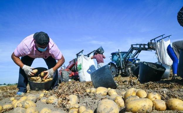 El paro agrario sube en 65 personas durante el mes de julio