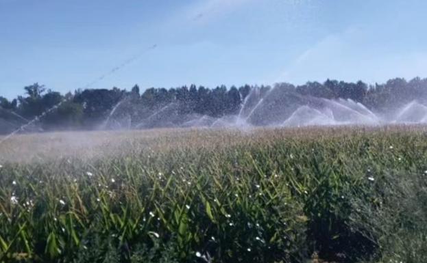 El Ministerio incrementa los precios de los herbáceos para calcular las indemnizaciones de los seguros