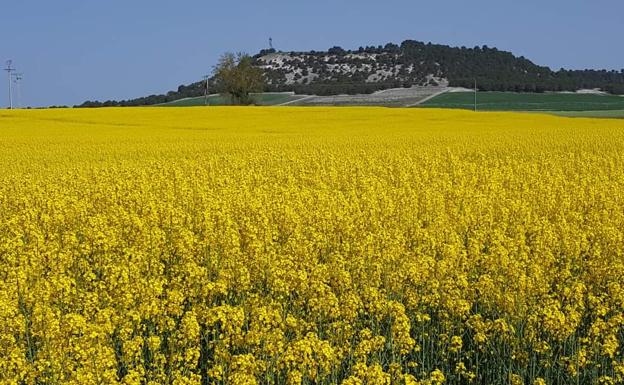 León repite el precio de los cereales y suma 10 euros a la colza