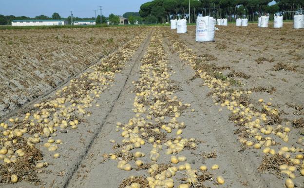 Asaja apunta a una caída de la la producción de patata de entre el 5 y el 10% en España