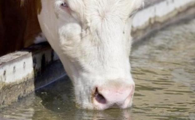 Agricultura y Ganadería asigna 3,5 millones de euros a ayudas para garantizar el suministro de agua a la ganadería