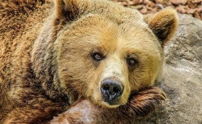 La Junta pone en marcha el protocolo de aviso en caso de presencia de osos en los entornos urbanos a través del 112