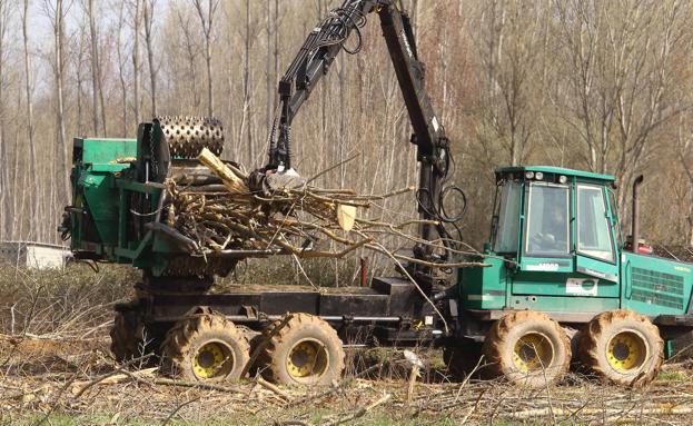 Los procesos de certificación forestal sostenible en Castilla y León rondan las 800.000 hectáreas