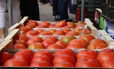 Las Academia Leonesa de Gastronomía se suma a la XXXII Feria del Tomate de Mansilla