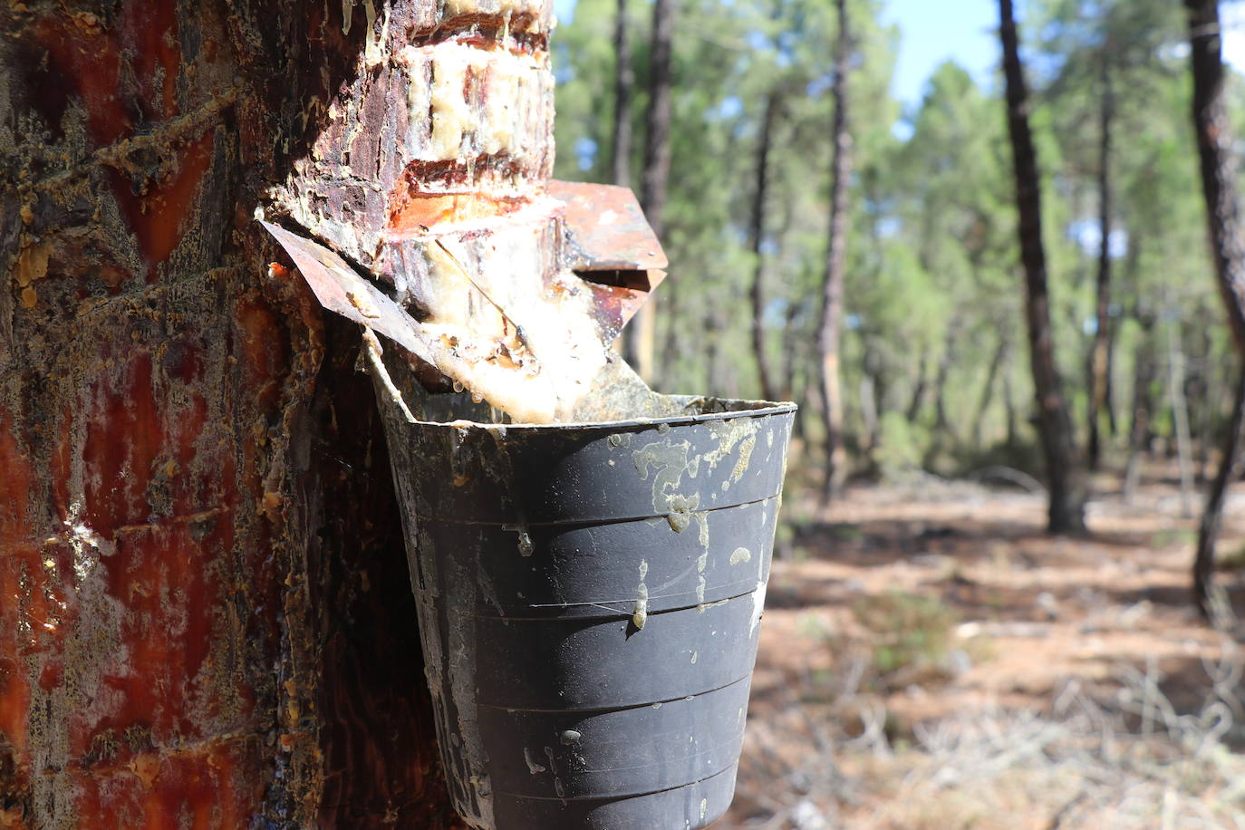 El sueño de la resina que se quemó: «Cada resinero perdió 30.000 euros»