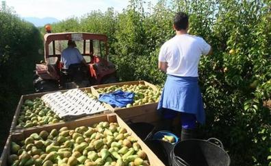 Las heladas primaverales reducen por debajo de los 2,5 millones de kilos la cosecha de manzana reineta que llegará a 13 millones en pera conferencia