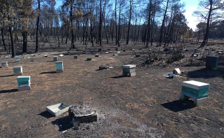 Diez años del peor incendio forestal de la provincia de León