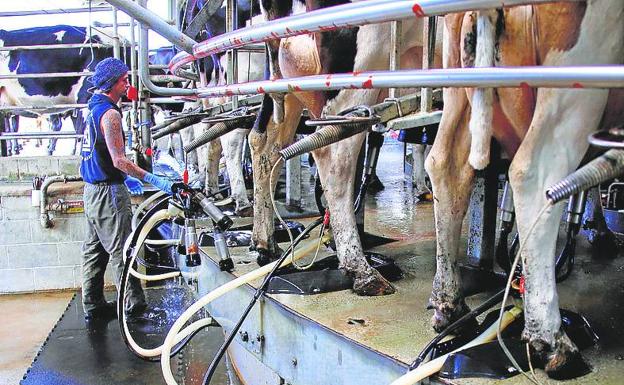 La leche sube 0,12 euros en un año por la caída de la producción