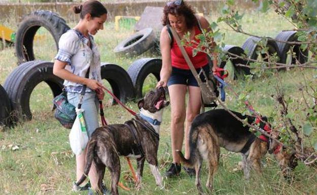Los abandonos de animales en León se mantienen estables en 2022 sin incrementos en verano