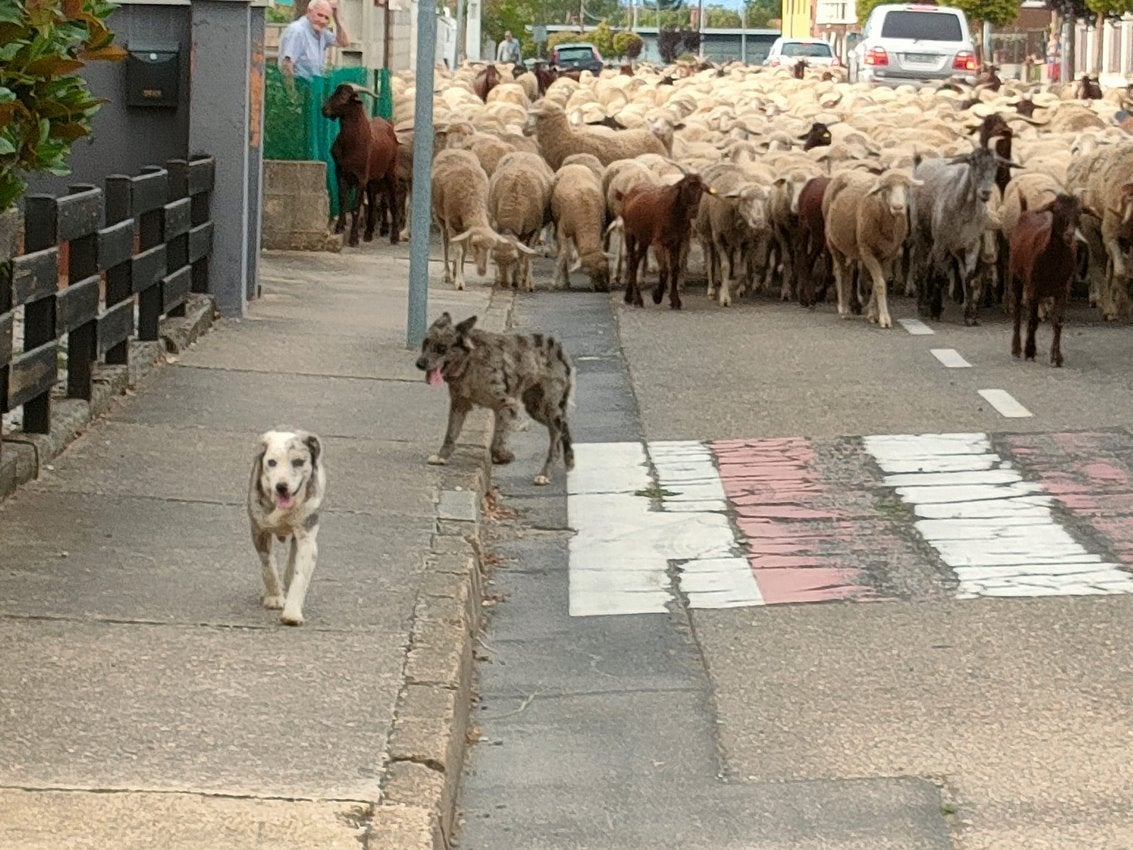 Trashumancia en León