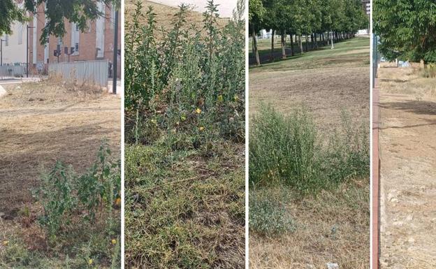 Ciudadanos León critica el «estado de abandono» de los jardines de la ciudad