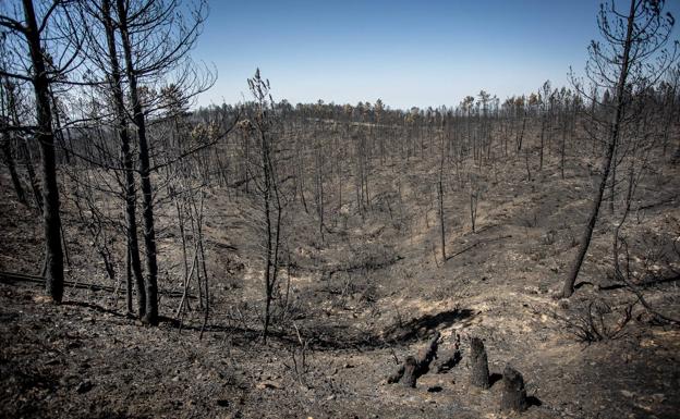 El Gobierno declarará como zona catastrófica los territorios asolados por incendios este año