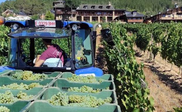 La recogida de las primeras uvas blancas en el Palacio de Canedo da inicio a la vendimia en El Bierzo