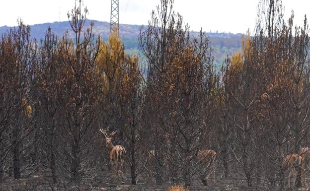 El noroeste peninsular más de la mitad de la superficie arrasada por los incendios este año