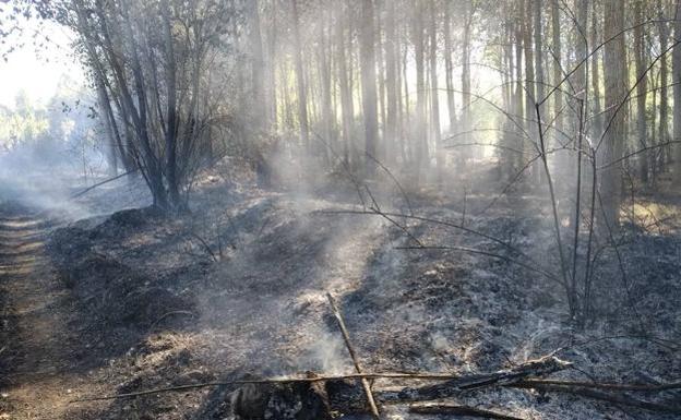 La Junta da diez días para presentar alegaciones sobre la orden que obliga a retirar la madera de la zonas afectadas por los incendios forestales