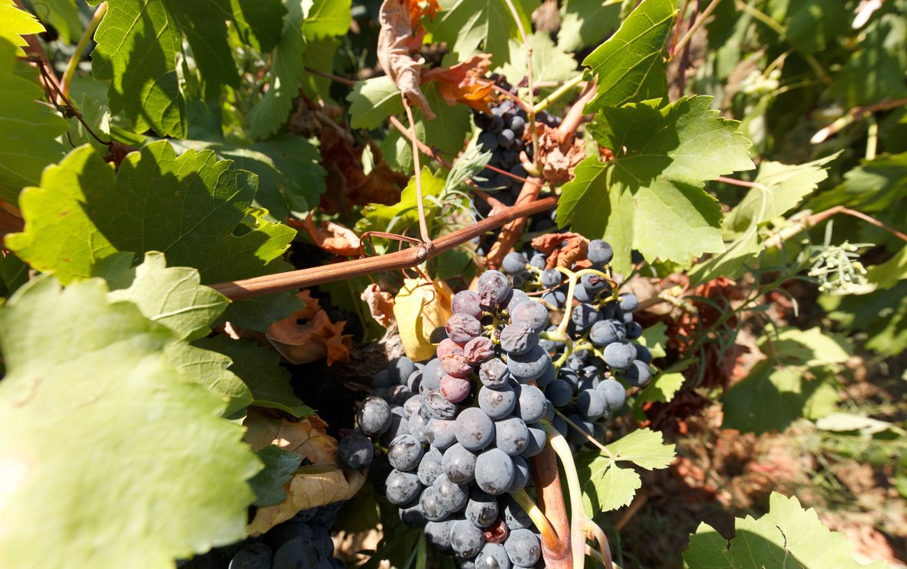 El granizo castiga la DO Bierzo