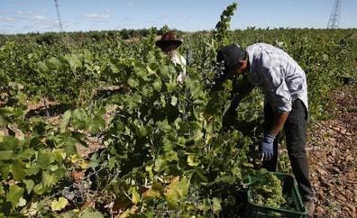 La DO León aguarda una vendimia con malas previsiones: estiman recoger 2,5 millones de kilos de uva