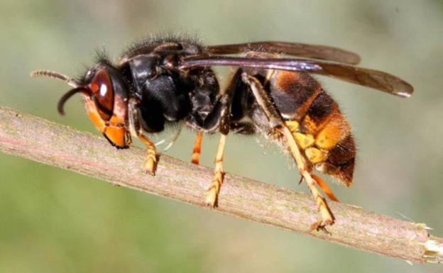 León captura a una veintena de reinas de la avispa asiática, con especial incidencia en El Bierzo