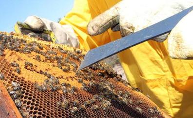Año «catastrófico» para la miel en León: pérdidas del 50% con solo diez kilos por colmena