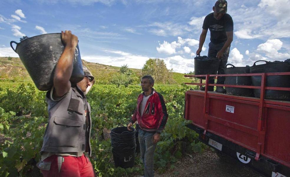 La Cooperativa Ribera de Cea busca trabajadores para su bodega