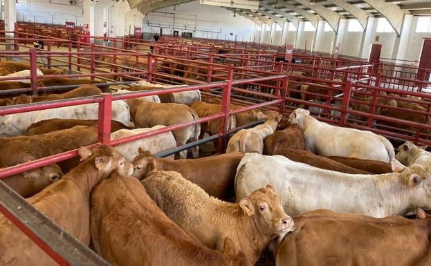 Cereales, vacuno de carne y lechazos marcan al alza en Salamanca