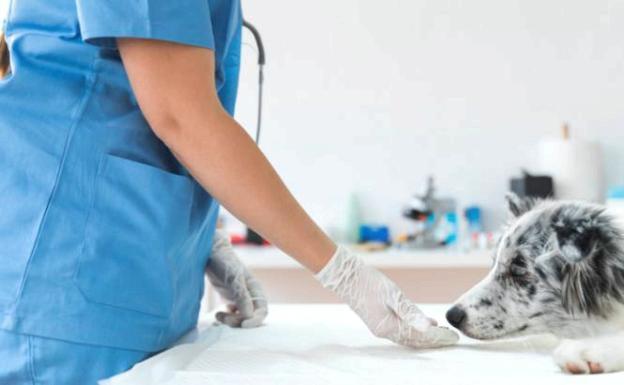 El Sindicato Veterinario insta a la Junta a la creación de las unidades veterinarias de la fauna silvestre con al menos 74 plazas