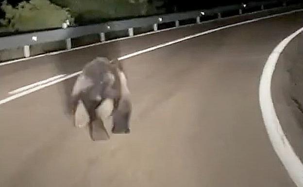 Un oso en el puerto leonés de La Magdalena