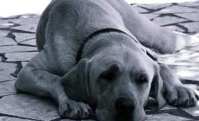Muere su perro guía tras huir del estruendo de la pirotecnia en Granada