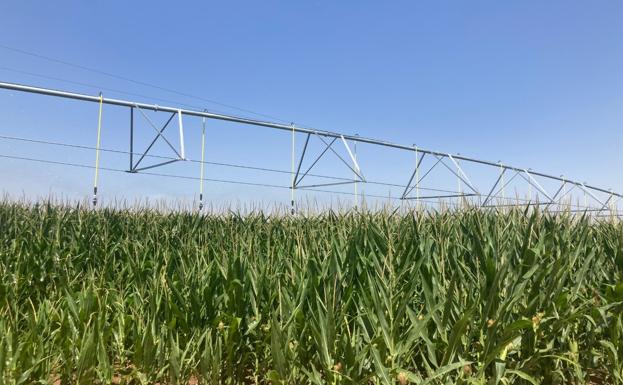 Los cereales ganan entre dos y cuatro euros en la lonja de Zamora