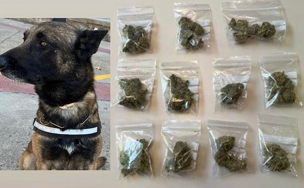 La Unidad Canina de la Policía Local facilita la intervención de 11 bolsas de marihuana a un joven