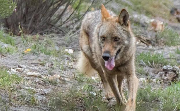 Castilla y León registra un ataque de lobo cada tres horas