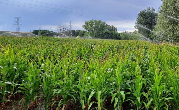 Subida de dos euros en todas las categorías de cereales en Salamanca