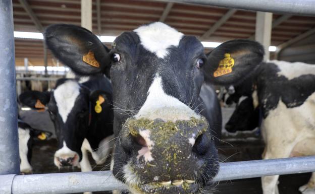 UCCL lamenta las declaraciones de Planas y dice que los ganaderos de leche no cubren costes