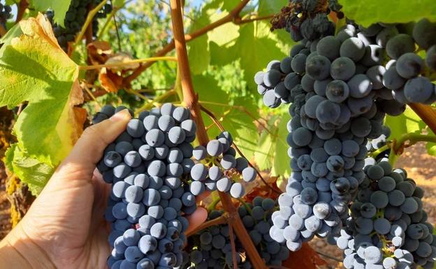 Bodegas Gordonzello organiza un fin de vendimia por todo lo alto