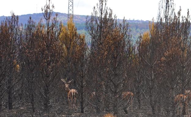 PP y Vox vetan la comisión de investigación de los incendios de la Paramera y la Culebra