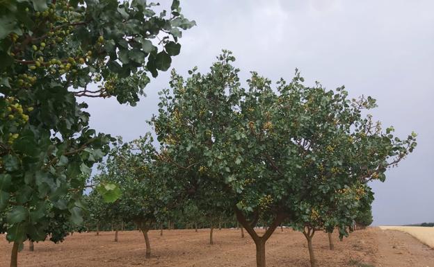 El precio del pistacho se reduce hasta en dos euros por kilo a un mes de iniciarse la recogida