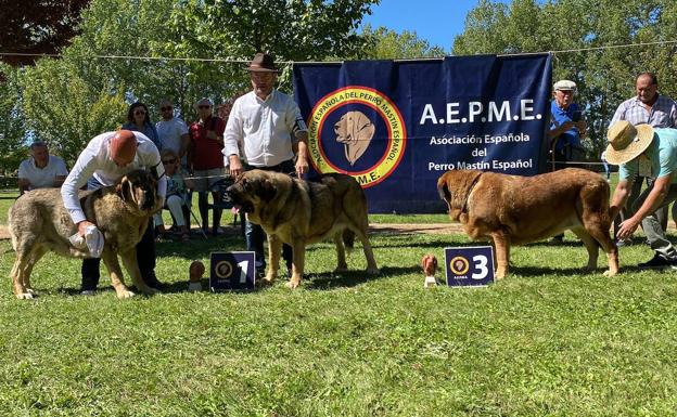 El mastín leonés hace valer su raza en Gordoncillo