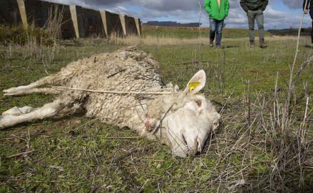 COAG solicita a Medio Ambiente que actúe ante los reiterados ataques de lobos