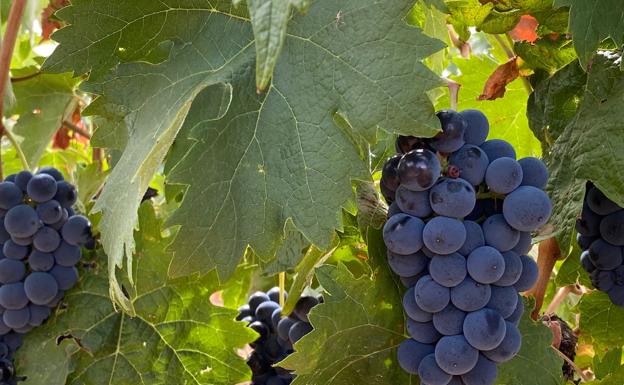 Bodegas Gordonzello celebra el fin de la vendimia con actividades tradicionales y música en directo