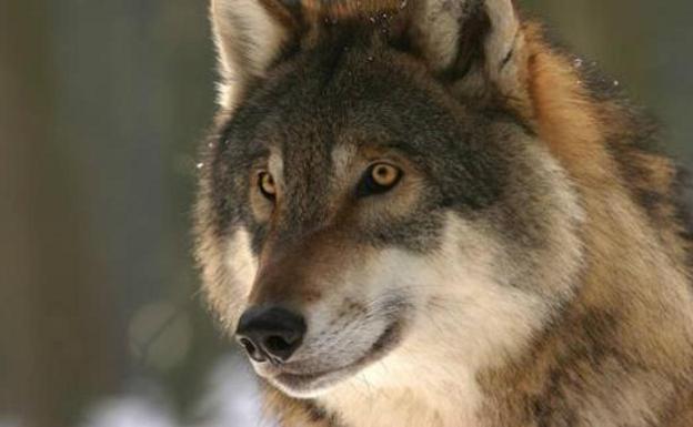 La Junta pide a la UE que repiense la situación del lobo ante su «expansión constante»