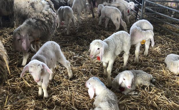 Repetición de los cereales y subida de los lechazos en Zamora