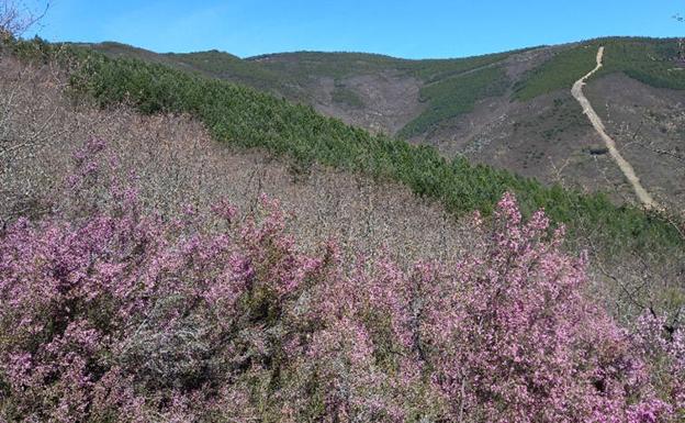 El proyecto europeo SUPERB congrega en Carracedelo a una veintena de agentes implicados en la gestión y restauración forestal en El Bierzo