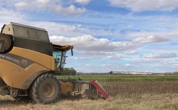 Comienza a cotizar el girasol en la lonja de León