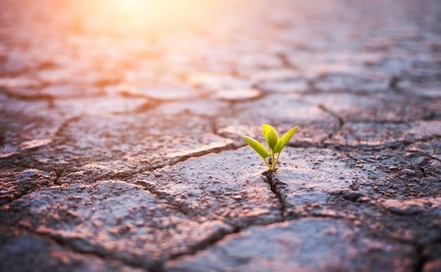 «Combatir el cambio climático es una gran oportunidad de negocio»