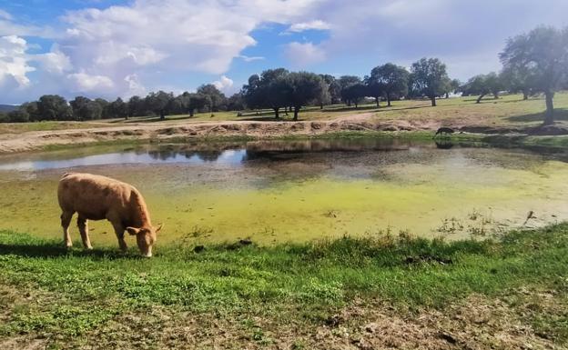 El tiempo esta semana: vuelven los chubascos que tanto necesita el campo